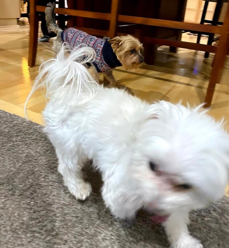 Pippen playing with another dog, a yorkie