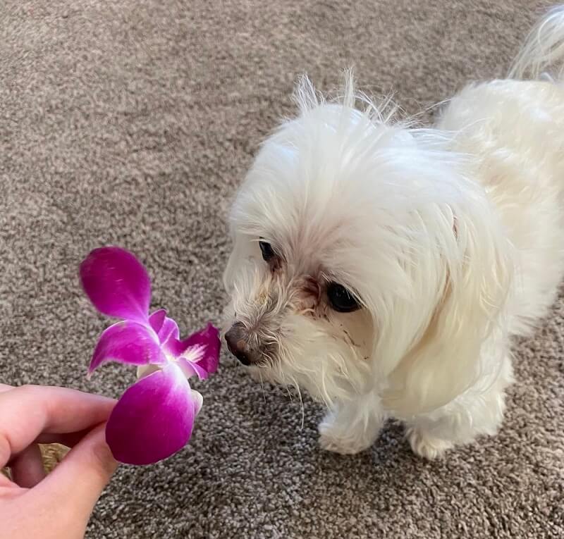 Pippen smelling a flower