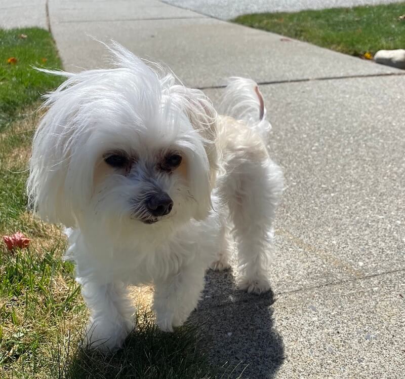 Pippen on the sidewalk