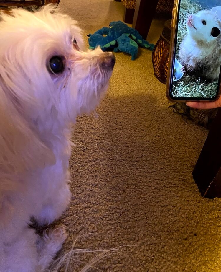 Comparison of Pippen to a random photo of a possum